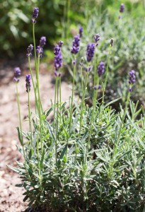 Lavendel på gång till mina flarn!