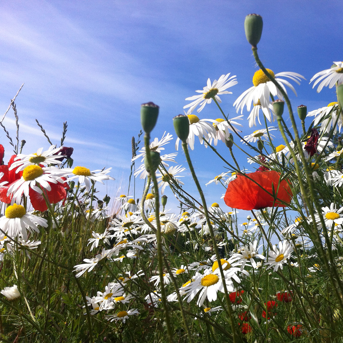 midsommar