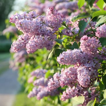 Öland Spirar 27-29 maj 2016