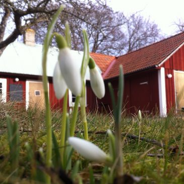 Våren kom till Södvik i helgen!