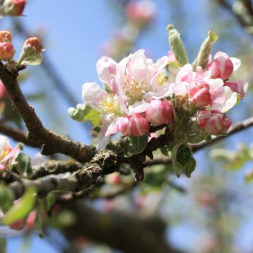 ÖLAND SPIRAR 9-12 MAJ 2024