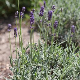 LAVENDEL FRÖ