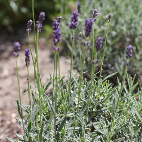 lavendel1