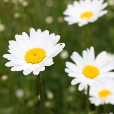 ÖPPETTIDER KRING MIDSOMMAR 2023